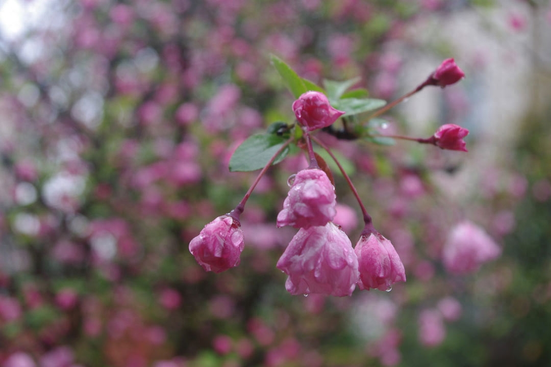 雨水节气诗词鉴赏（10首美到令人心醉的春雨诗词）