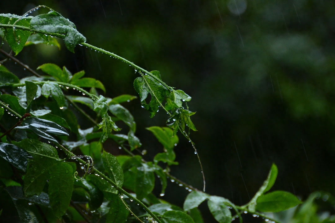 雨水节气诗词鉴赏（10首美到令人心醉的春雨诗词）