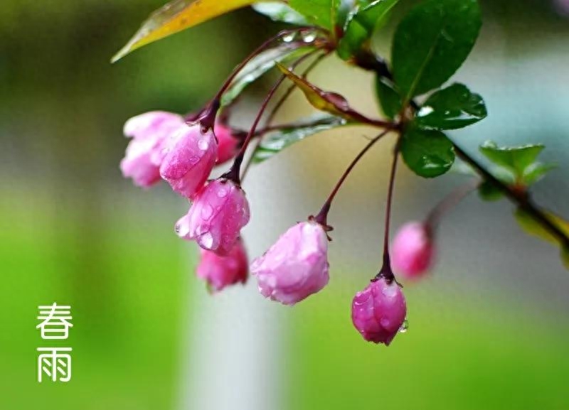 雨水节气诗词名句（雨水节气感怀诗词16首）