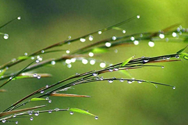 雨水节气诗词精选（随风潜入夜，润物细无声）