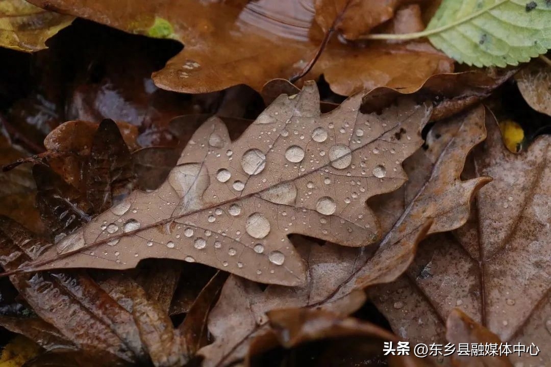 雨水节气诗词鉴赏（雨水30首经典诗词）