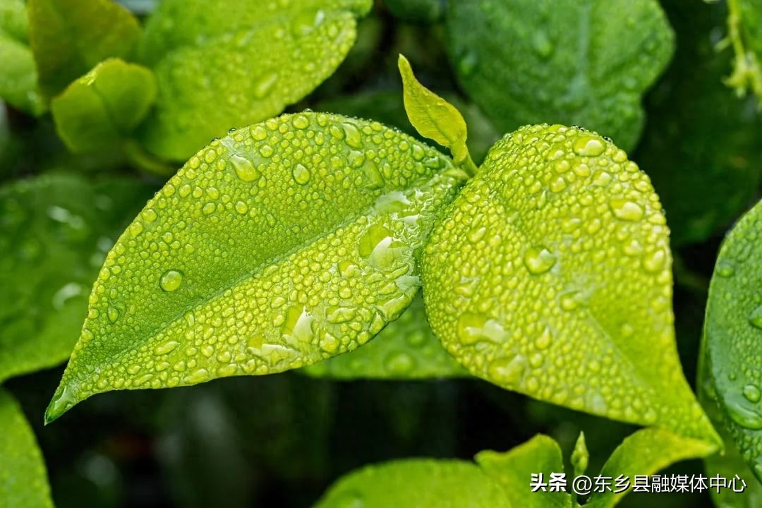 雨水节气诗词鉴赏（雨水30首经典诗词）