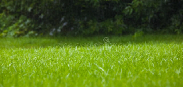 雨水节气诗词名句（雨水节气优美春雨诗词）