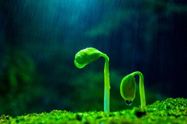 雨水节气诗词名句（雨水节气优美春雨诗词）