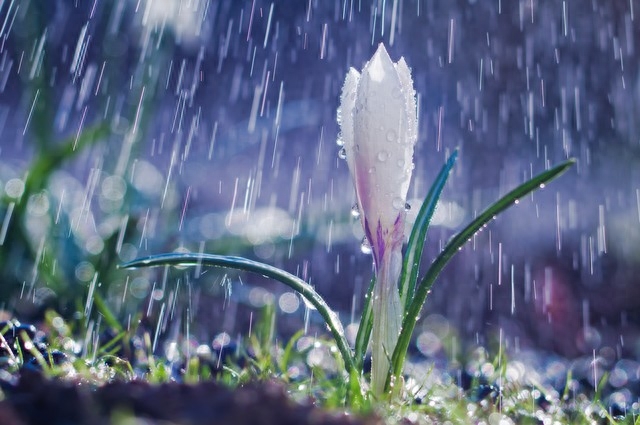 雨水节气诗词名句（雨水节气优美春雨诗词）