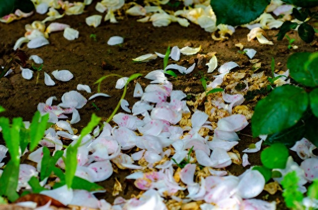 雨水节气诗词名句（雨水节气优美春雨诗词）