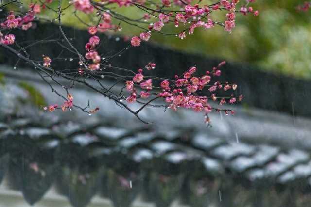 雨水节气诗词名句（雨水节气优美春雨诗词）