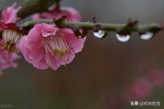 早春雨水节气美诗五首鉴赏（雨水已来芳草动，春光深浅问梅花）