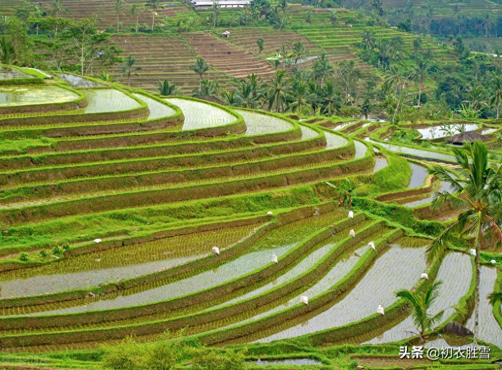 早春雨水节气美诗五首鉴赏（雨水已来芳草动，春光深浅问梅花）