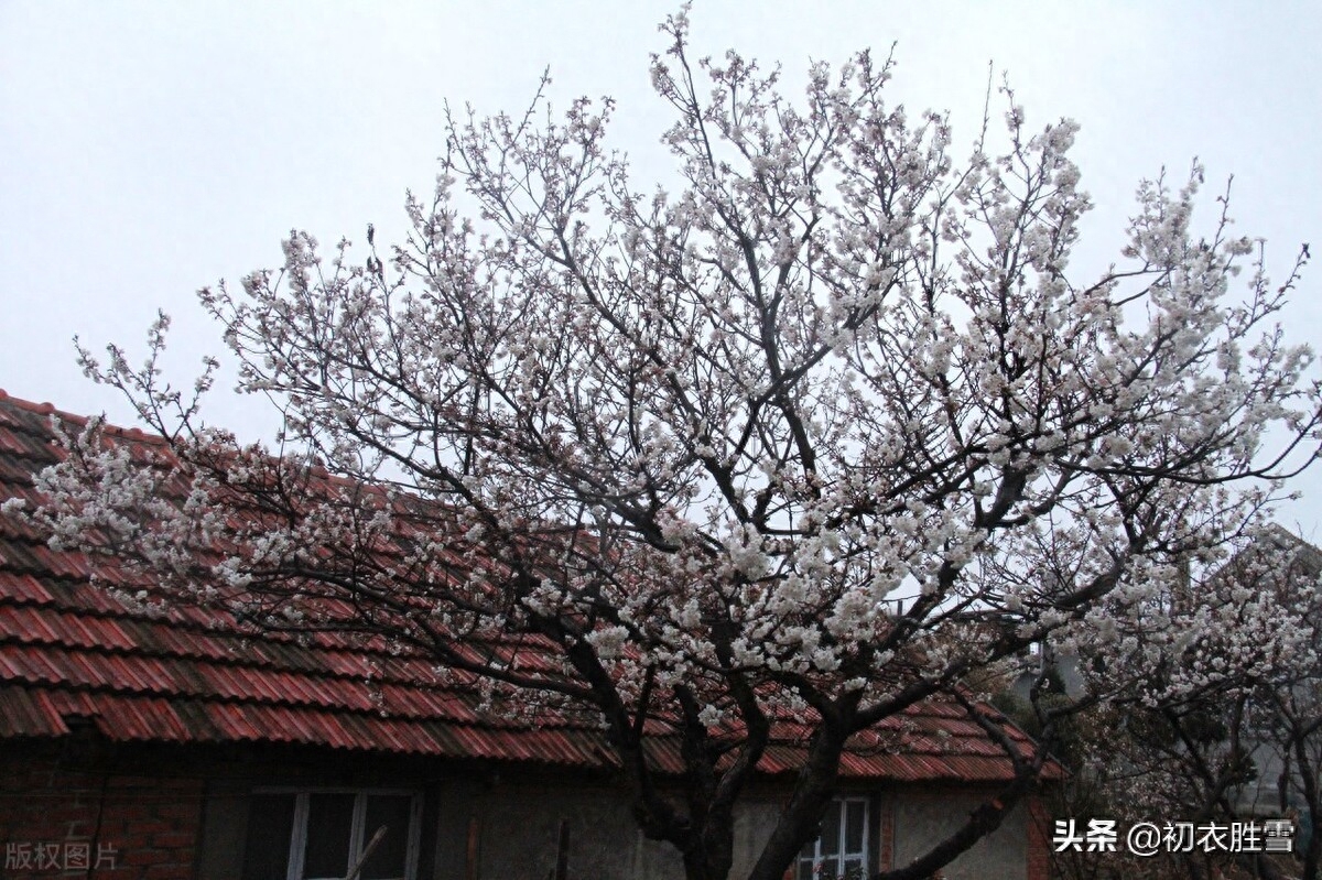 早春雨水节气美诗五首鉴赏（雨水已来芳草动，春光深浅问梅花）