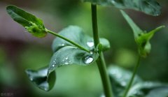 雨水节气诗词名句（关于雨水时节的唯美诗词）