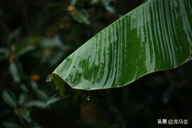 谷雨经典诗词有哪些（雨水时节13首古诗词）