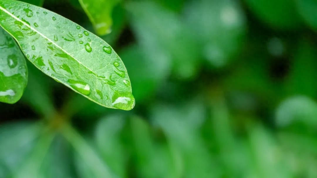 一朝春雨落，百花迎风开（分享30句春雨诗词）