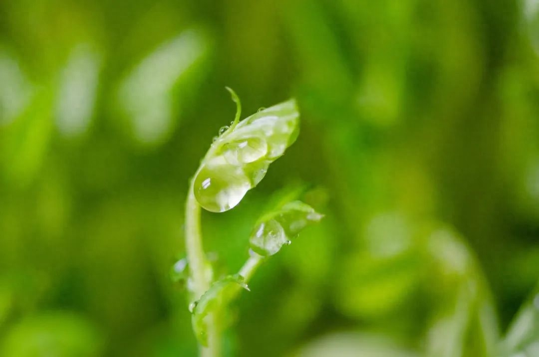 轻雷一声，微雨落梅（10首唯美惊蛰诗词）