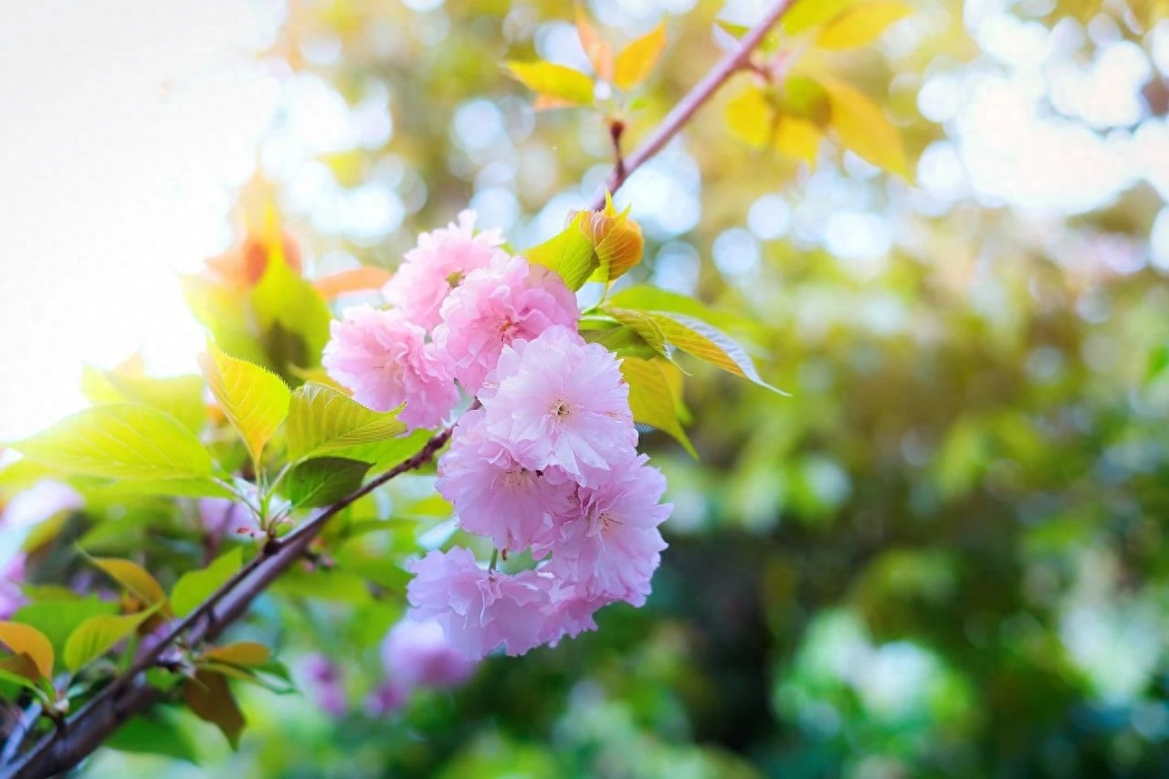 春分节气唯美诗词名句（58首春分诗词）