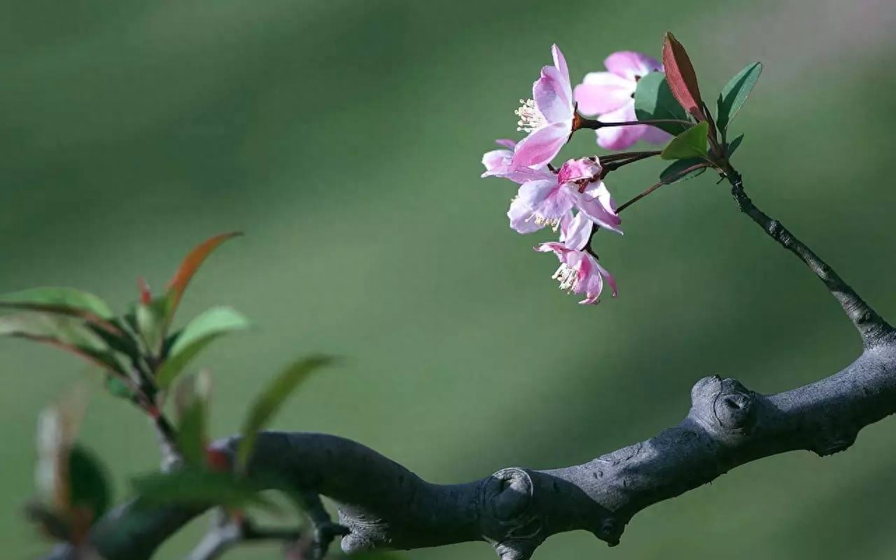 春分节气唯美诗词有哪些（15首优美的春分诗词）