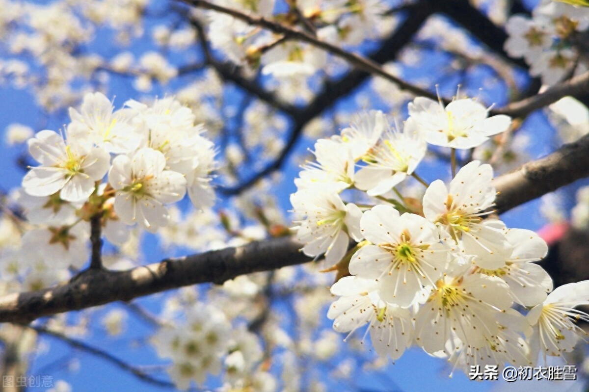 春分节气唯美诗词名句（春分节气美词五首赏析）