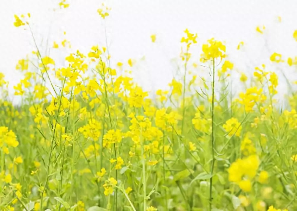 春分节气唯美诗词有哪些（11首春分节气古诗词）