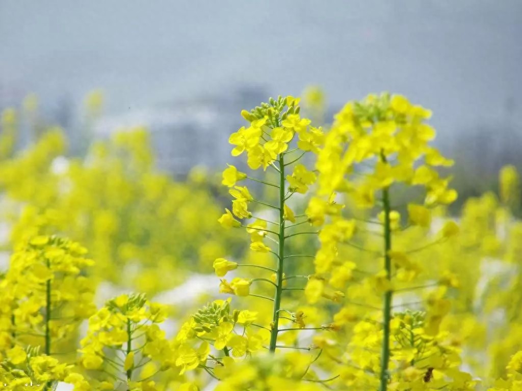 春分节气唯美诗词有哪些（11首春分节气古诗词）