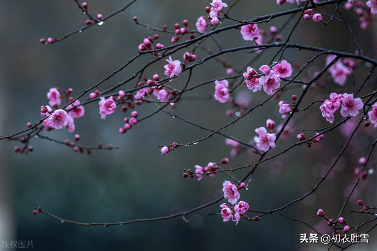 春雨春分美诗六首鉴赏（春分雨处行，细雨又春分）