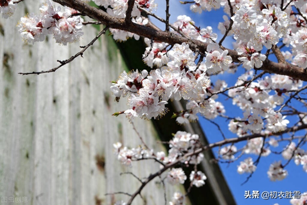 明丽春分节气美诗六首鉴赏（四时唯爱春，春更爱春分）