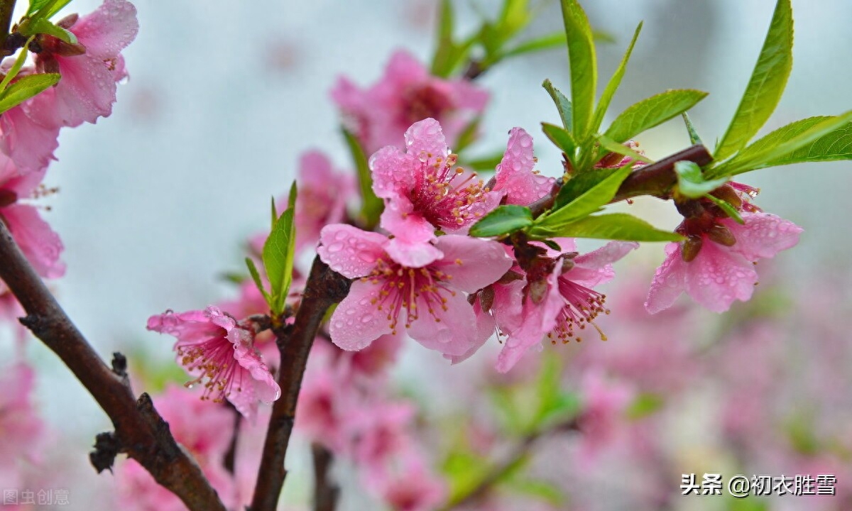 春分节气春雨美诗七首赏析（春分雨露濛，细雨又春分）