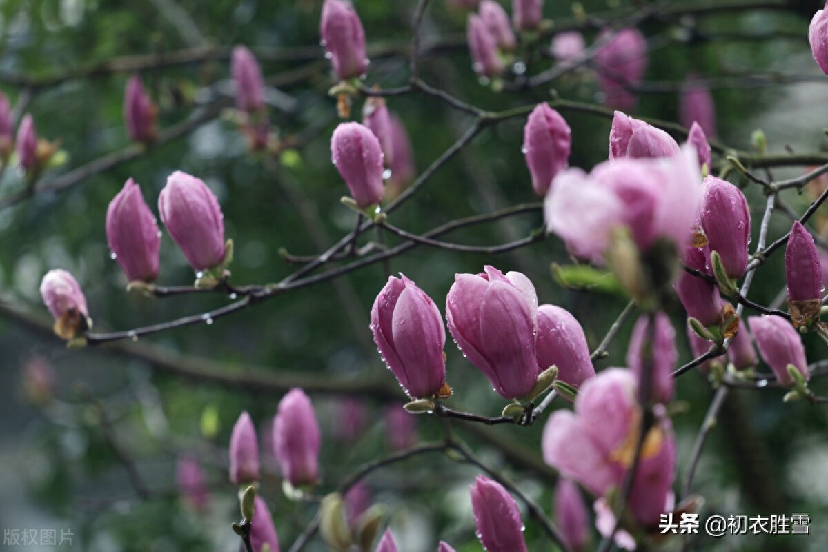 春分节气春雨美诗七首赏析（春分雨露濛，细雨又春分）