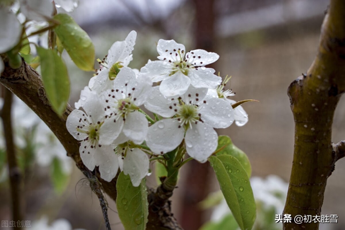 春分节气春雨美词四首（春色平分刚一半，溪边风物已春分）