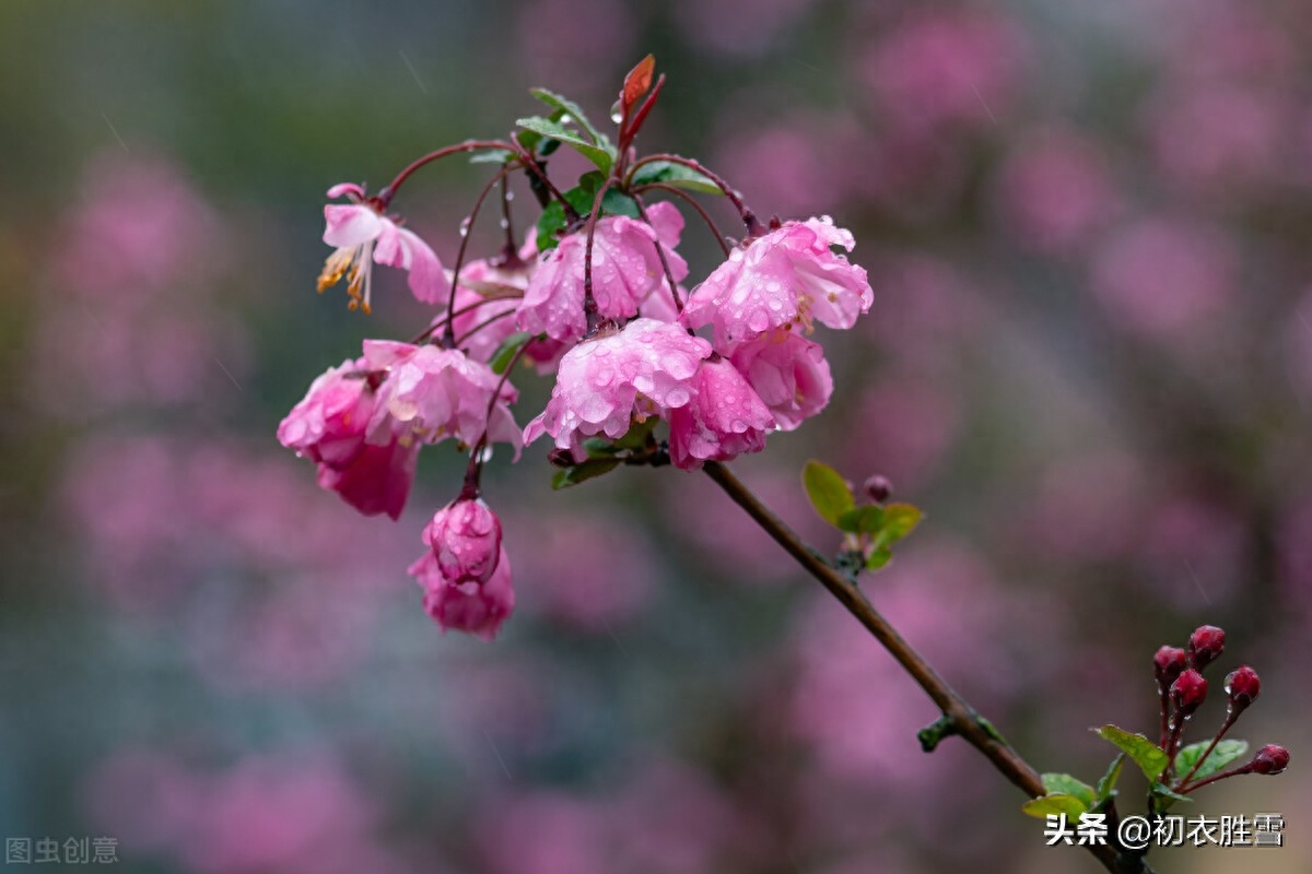 春分节气春雨美词四首（春色平分刚一半，溪边风物已春分）