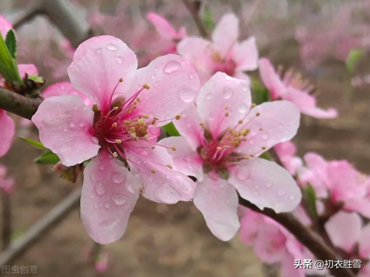 春分节气春雨美词四首（春色平分刚一半，溪边风物已春分）