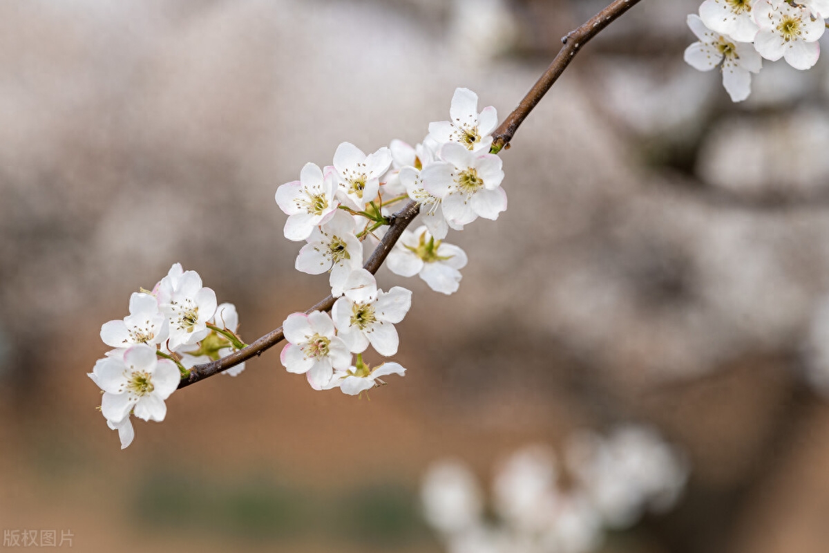 冷艳全欺雪，余香乍入衣（分享10首唯美的梨花诗词）