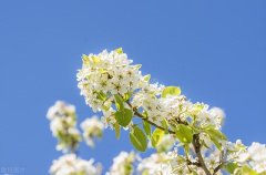 冷艳全欺雪，余香乍入衣（分享10首唯美的梨花诗词）