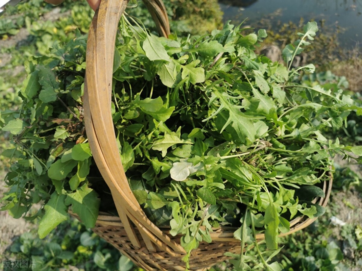 荠菜唯美诗词大全（精选9首荠菜诗词）