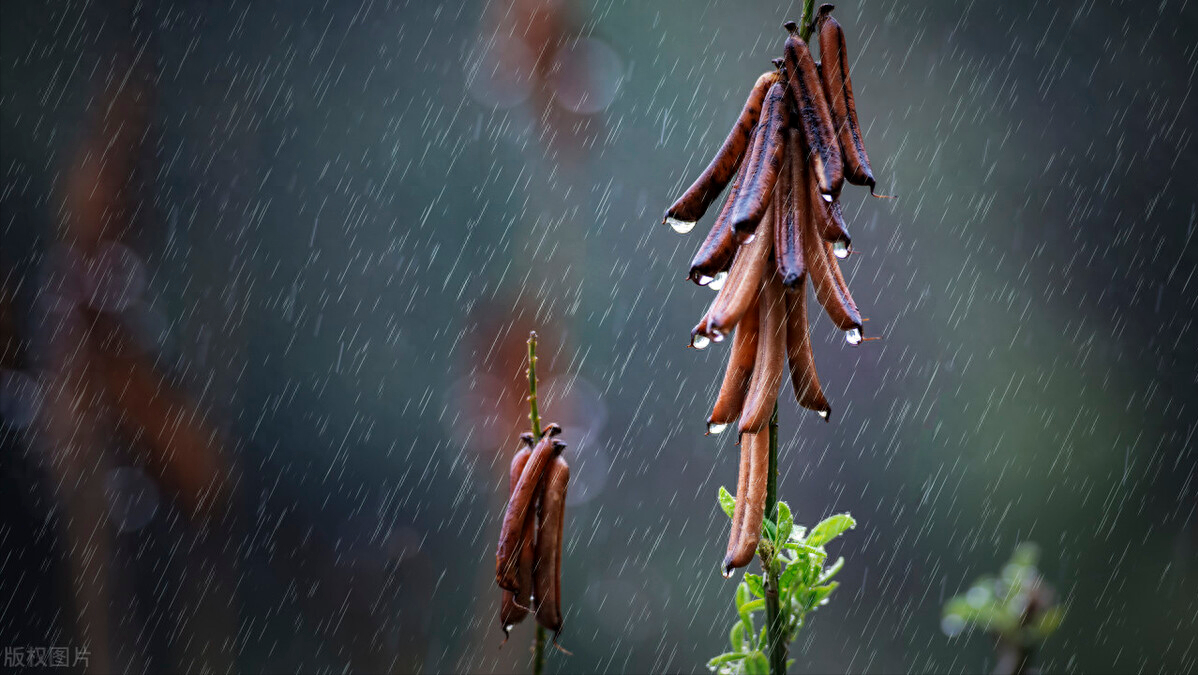 小楼一夜听春雨，深巷明朝卖杏花（精选11首春雨诗词）