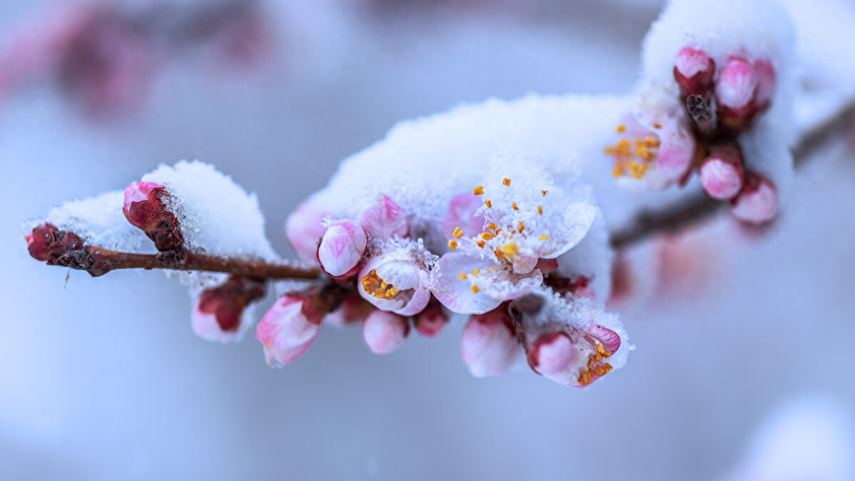 赞美杏花的十首绝美诗词（10首杏花诗词）