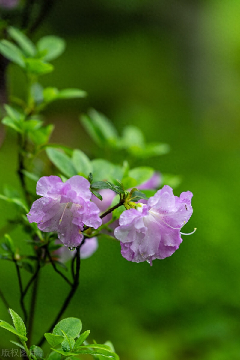 东风拂面，万丝碧落（唯美春日诗词四首）