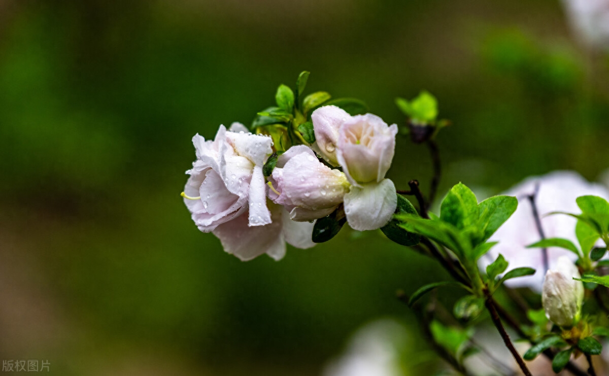 东风拂面，万丝碧落（唯美春日诗词四首）