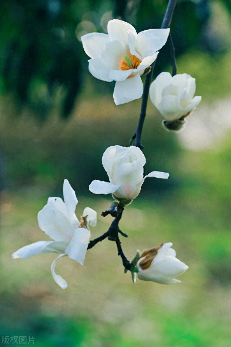 芳香清远，朵朵怒放（四首赞美玉兰花的古诗词）