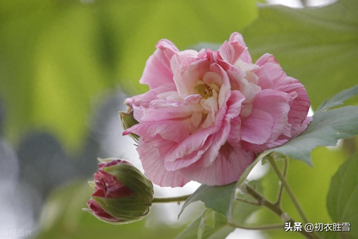 秋花木芙蓉唐诗五首赏析（秋风万里芙蓉国，水莲花尽木莲开）