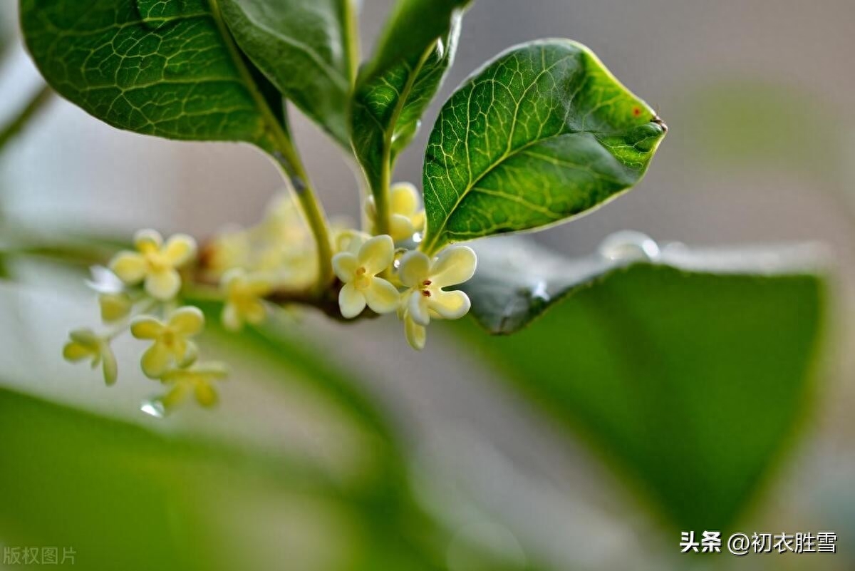 白露节气五首唯美诗词赏析（露从今夜白，白露生庭芜）