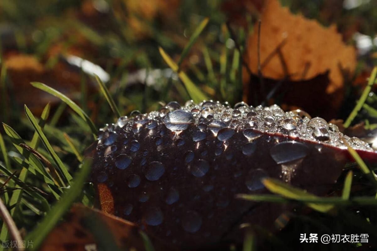 白露节气五首唯美诗词赏析（露从今夜白，白露生庭芜）