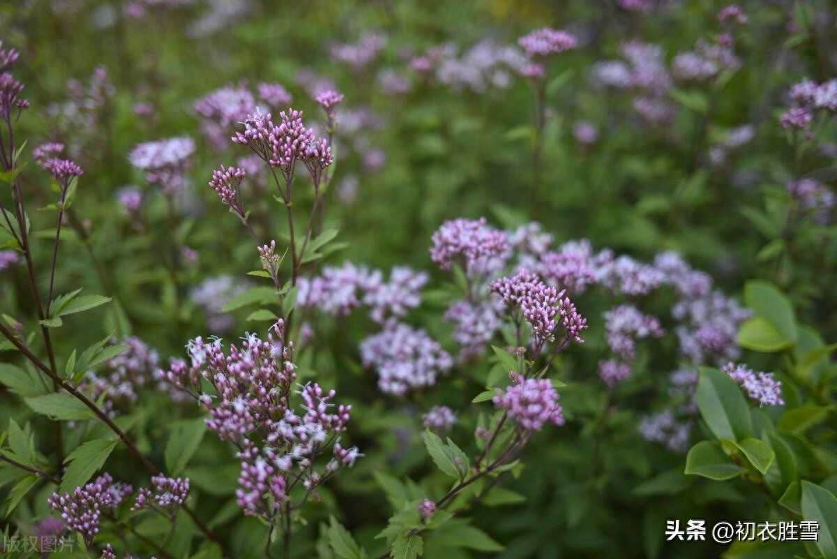 秋兰唯美诗词大全（秋兰馥郁有幽香，不谓无人不吐芳）