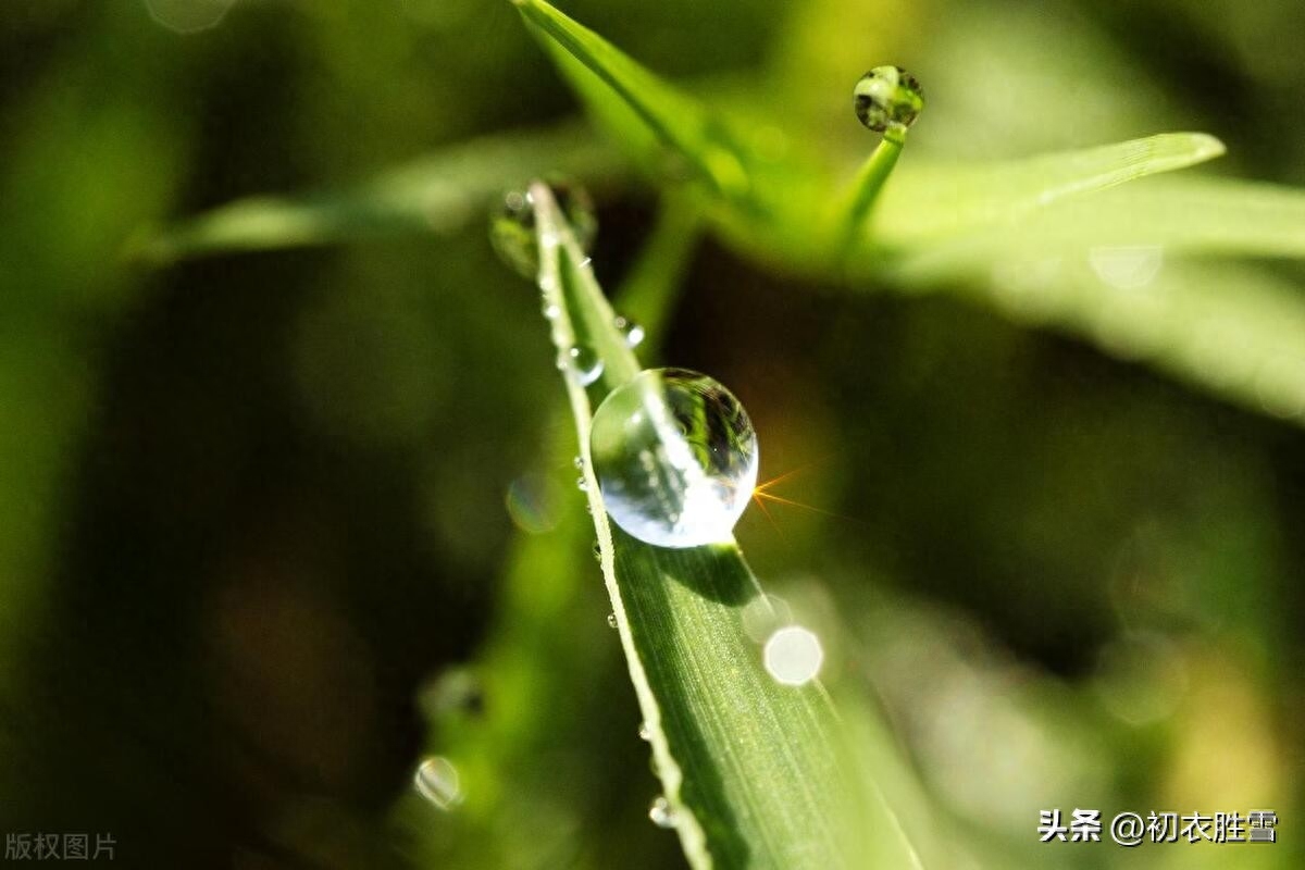 ​秋露美诗六首赏析（不去承仙掌，偏来湿桂花）