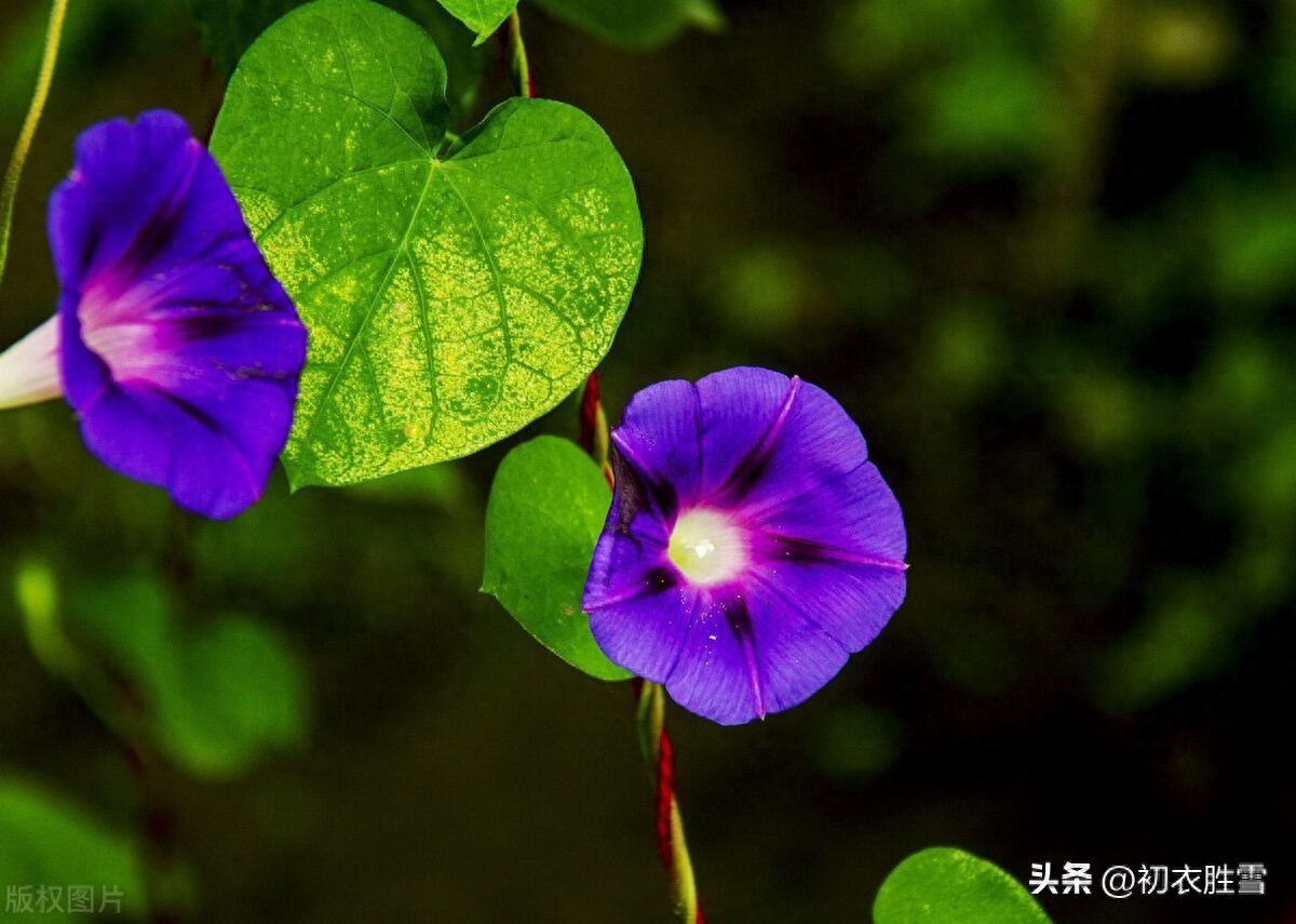 牵牛花古诗五首赏析（楚女雾露中，篱上摘牵牛）