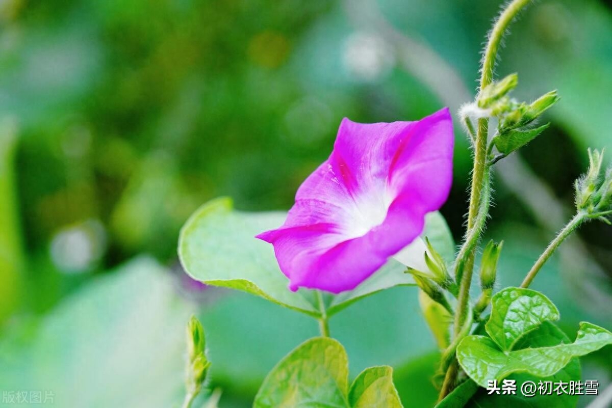 牵牛花古诗五首赏析（楚女雾露中，篱上摘牵牛）