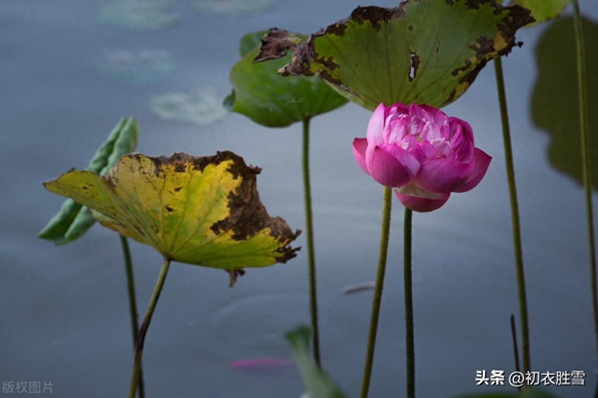 相思古诗五首赏析（折荷莫折茎，中有千万丝）