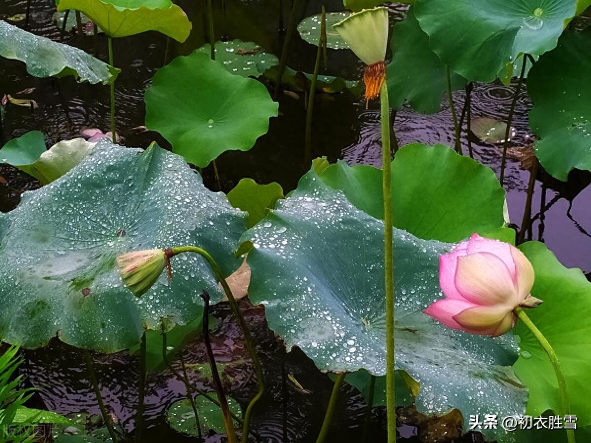 荷叶唯美诗词大全（晚夏荷叶听雨古诗五首）