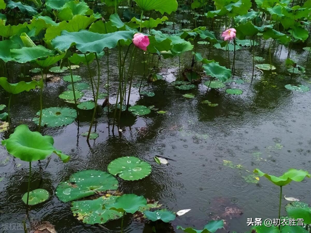 荷叶唯美诗词大全（晚夏荷叶听雨古诗五首）