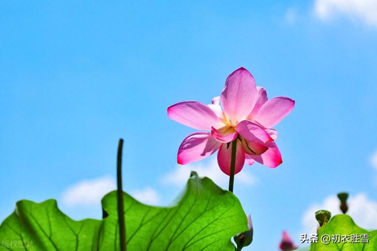 赞美荷叶的经典佳句（大暑节气关于溽暑的诗五首）