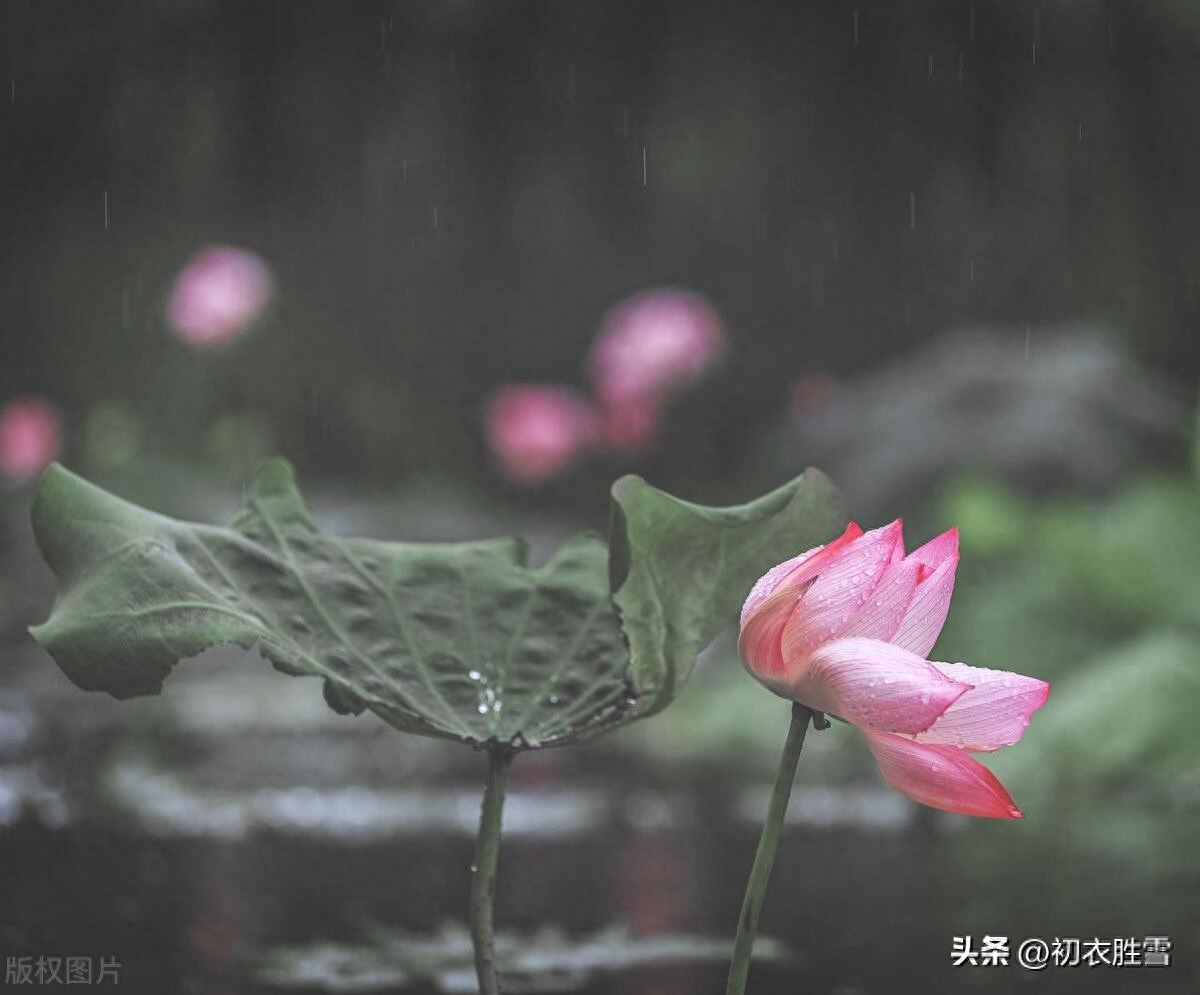 雨中荷花诗词五首赏析（雨打荷花珠不定，雨后荷花无限香）